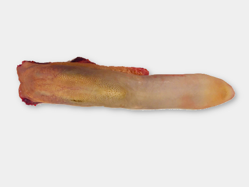 Rundertong